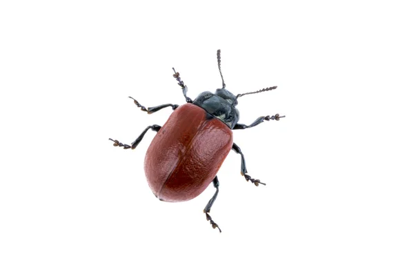 Escarabajo rojo sobre fondo blanco — Foto de Stock