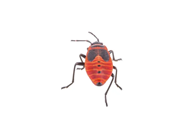 Firebug on white background — Stock Photo, Image