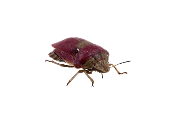 Κορόμηλο bug σε άσπρο φόντο — Φωτογραφία Αρχείου