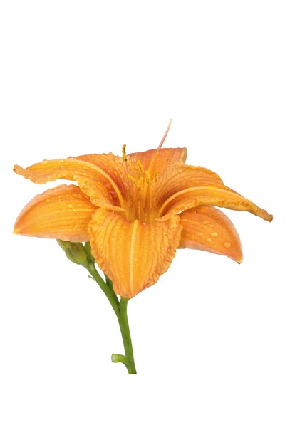 Oranžový lily květina na bílém pozadí — Stock fotografie