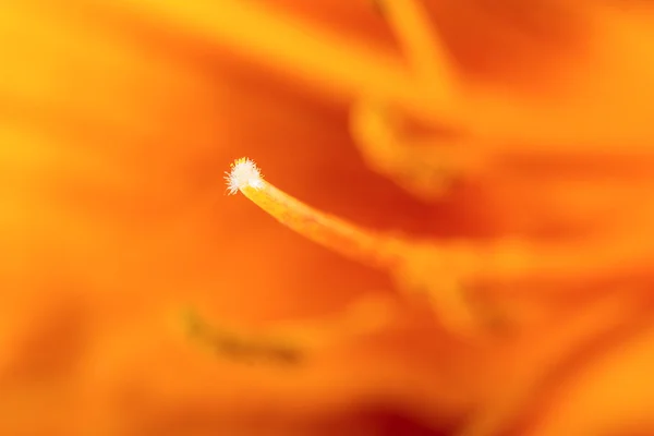 Naranja lila fondo abstracto colorido con pistilos detallados —  Fotos de Stock