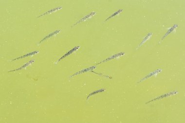 Genç balıklar su birikintisi suda yüzen