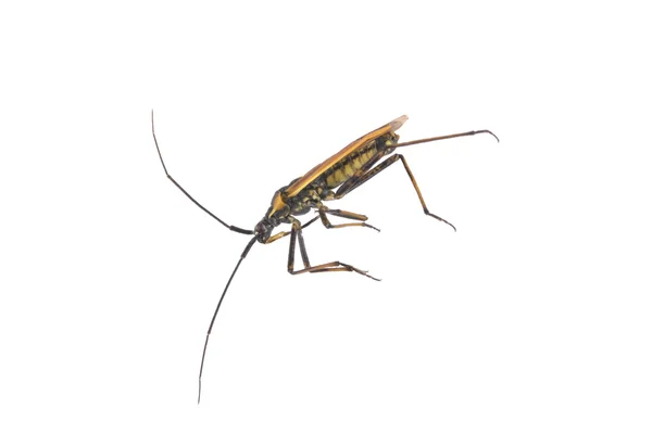 Käfer auf weißem Hintergrund — Stockfoto