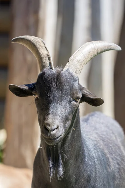 Het hoofd van een zwarte geit — Stockfoto