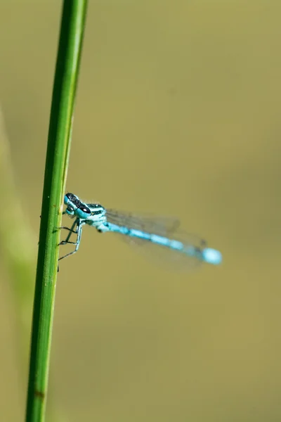 Libélula azul sentado em uma lâmina de grama — Fotografia de Stock