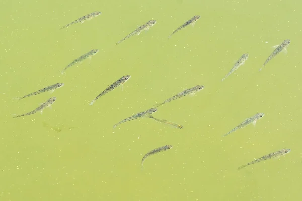 Young fishes floating in the water of the pond — Stock Photo, Image