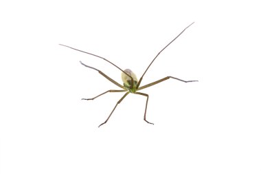 Beyaz bir arka plan üzerinde uzun antenleri ile böcek