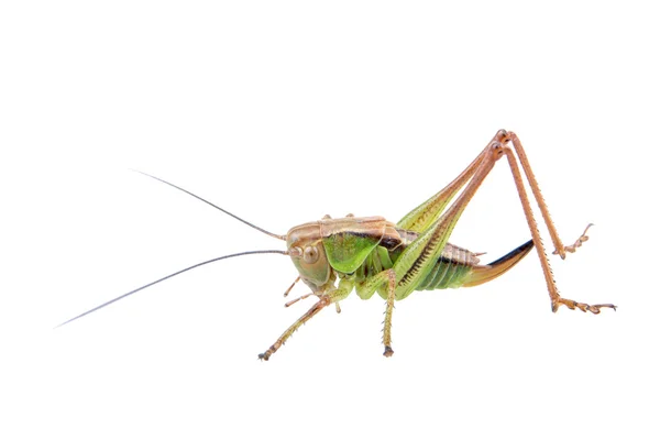 Grön brun gräshoppa på vit bakgrund — Stockfoto