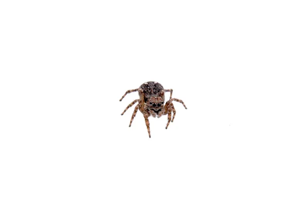 Kahverengi örümcek beyaz arkaplanda — Stok fotoğraf