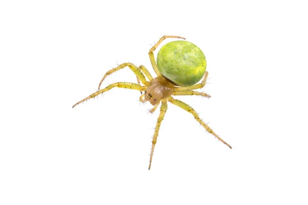 Zelený pavouk na bílém pozadí — Stock fotografie