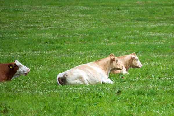 Três vacas deitadas no pasto — Fotografia de Stock