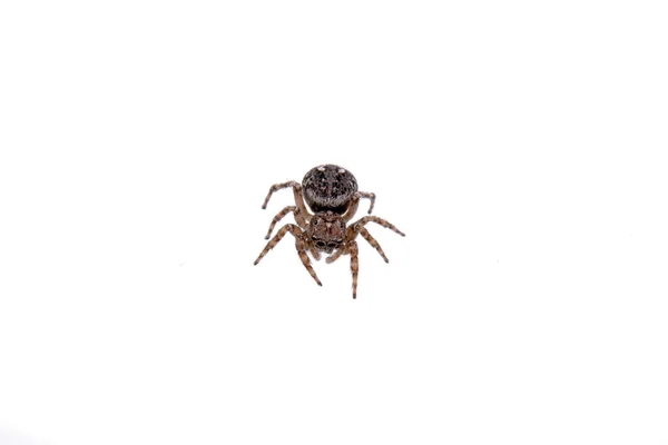 Brown spider on a white background — Stock Photo, Image