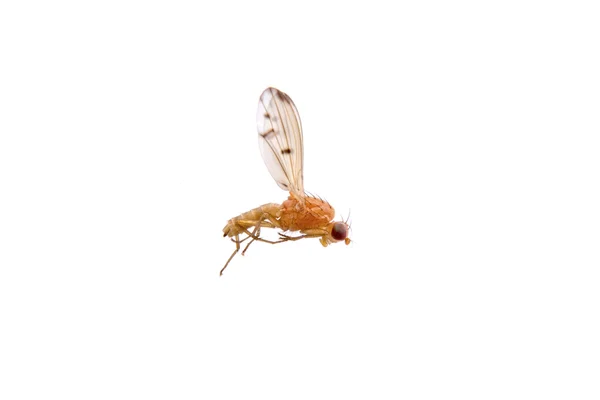 Лежащая оранжевая муха на белом фоне — стоковое фото
