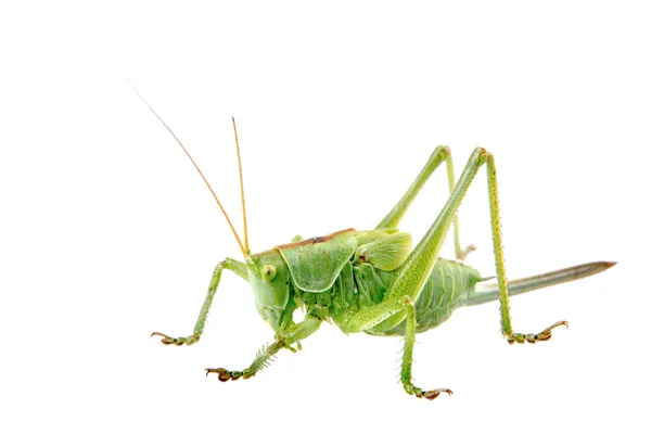 Saltamontes verdes sobre un fondo blanco — Foto de Stock