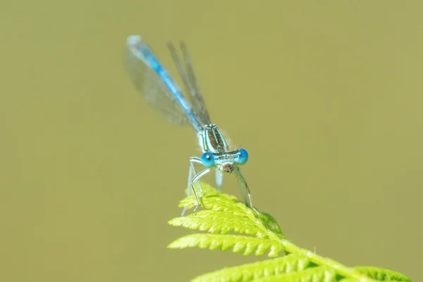 Libellule bleue assise sur une fougère feuille — Photo