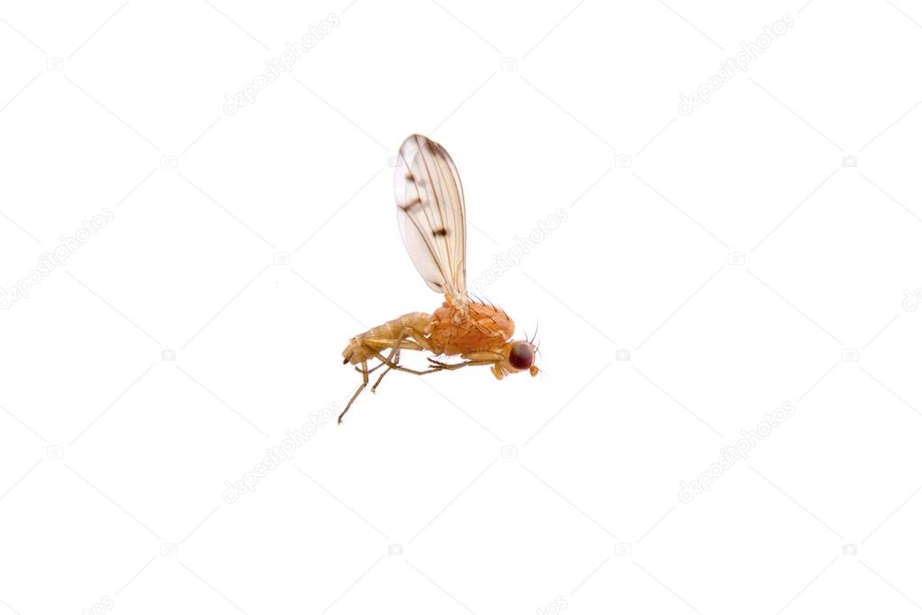 Lying orange fly on a white background