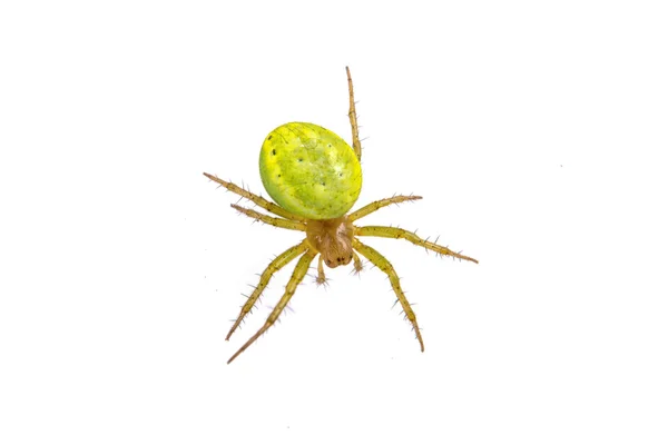 Araña verde sobre un fondo blanco —  Fotos de Stock