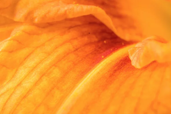 Orange lilly colorful abstract background with detailed pistils — Stock Photo, Image