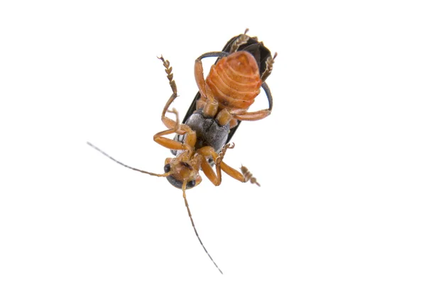Soldier beetle on a white background — Stock Photo, Image