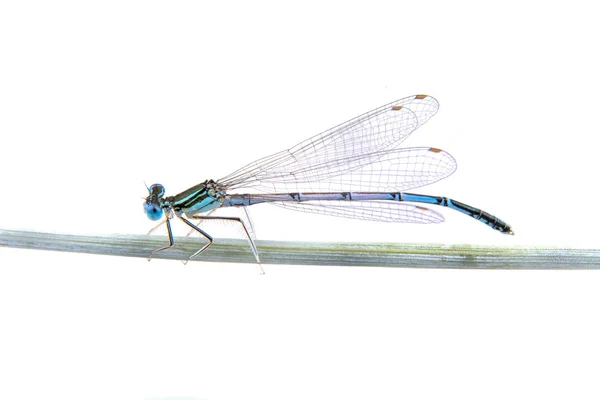 Libélula azul sentado em uma palha sobre um fundo branco — Fotografia de Stock