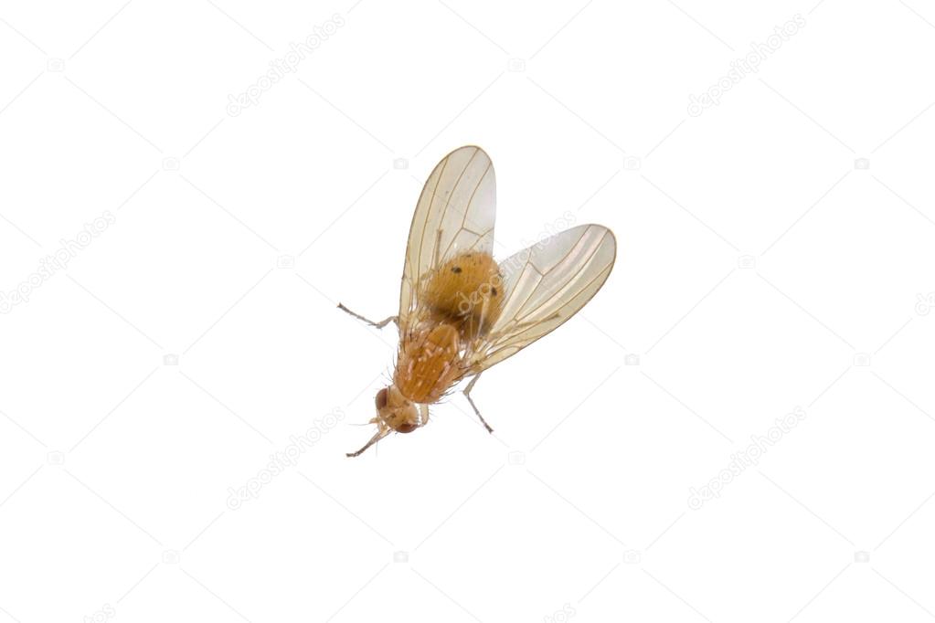 Yellowish fly on a white background
