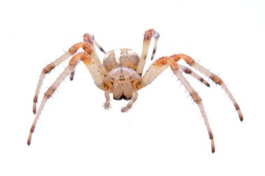 Kahverengi örümcek beyaz arkaplanda