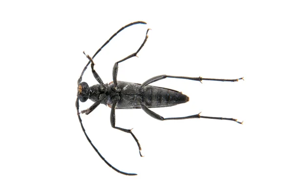 Escarabajo negro de la familia Cerambycidae sobre fondo blanco — Foto de Stock