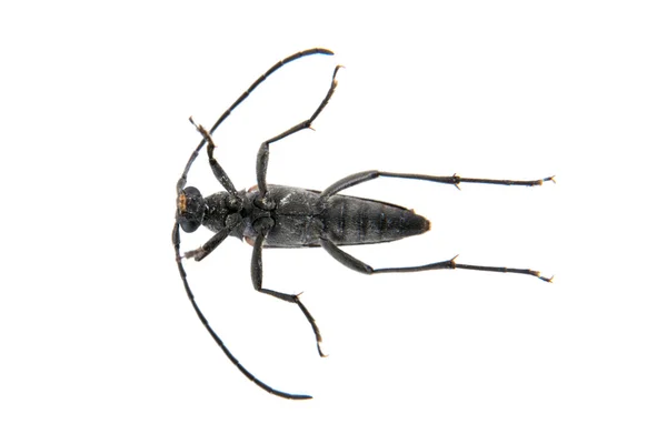 Svart skalbagge från familjen Cerambycidae på vit bakgrund — Stockfoto