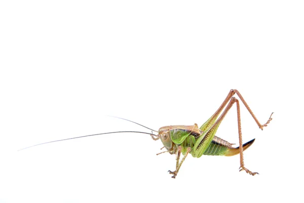 Groen bruin sprinkhaan op een witte achtergrond — Stockfoto