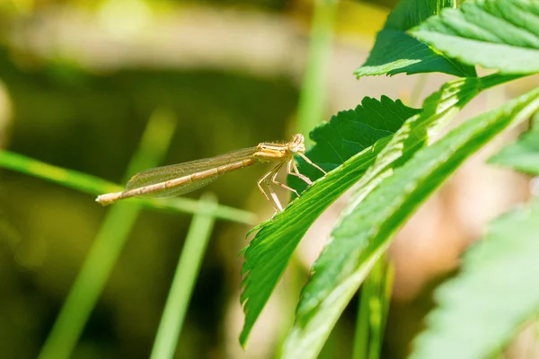 Grijze dragonfly zittend op de plant — Stockfoto