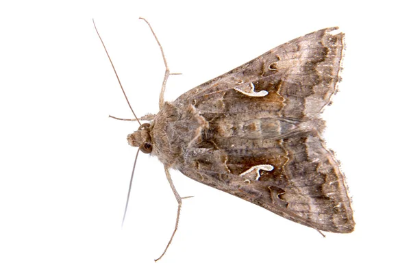 Polilla marrón sobre fondo blanco — Foto de Stock