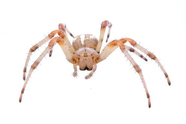 Brown spider on a white background — Stock Photo, Image