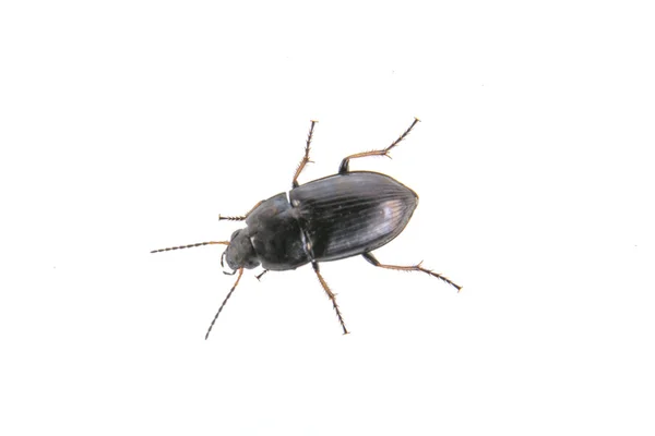 Beyaz zemin üzerine siyah böcek — Stok fotoğraf