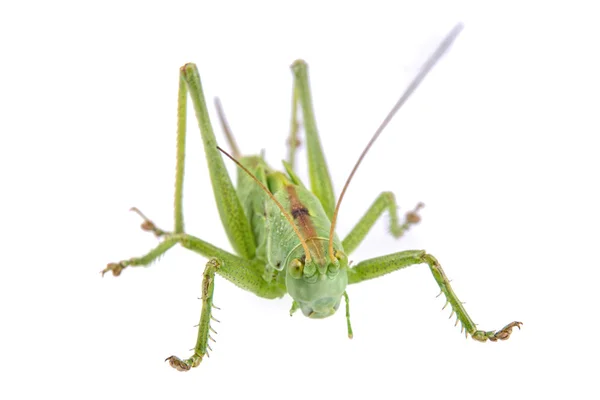 Groene sprinkhaan geïsoleerd op een witte achtergrond — Stockfoto