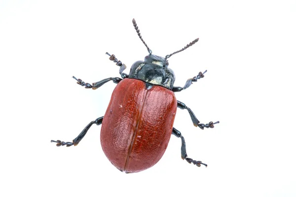 Scarabeo rosso su sfondo bianco dalla famiglia Chrysomelidae — Foto Stock