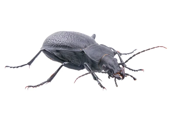 Black bug on a white background — Stock Photo, Image