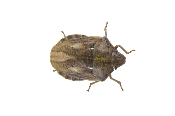 Schild bug op een witte achtergrond — Stockfoto