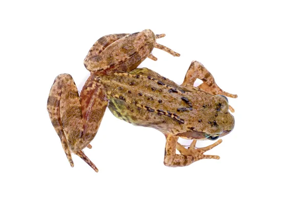 Brauner europäischer Frosch auf weißem Hintergrund — Stockfoto