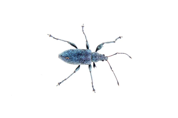 Синий жук на белом фоне — стоковое фото