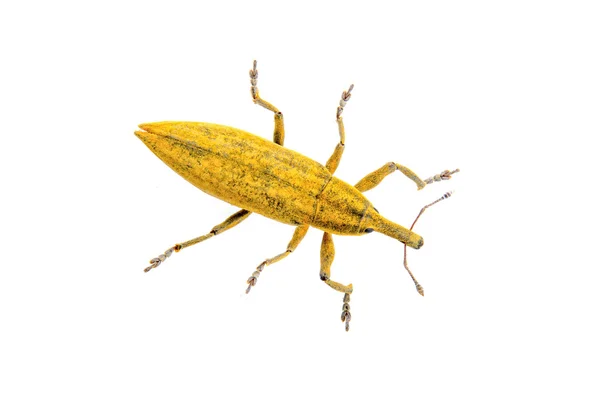 Жовтий жук на білому тлі — стокове фото