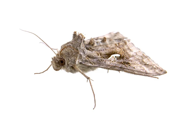 Polilla marrón sobre fondo blanco — Foto de Stock