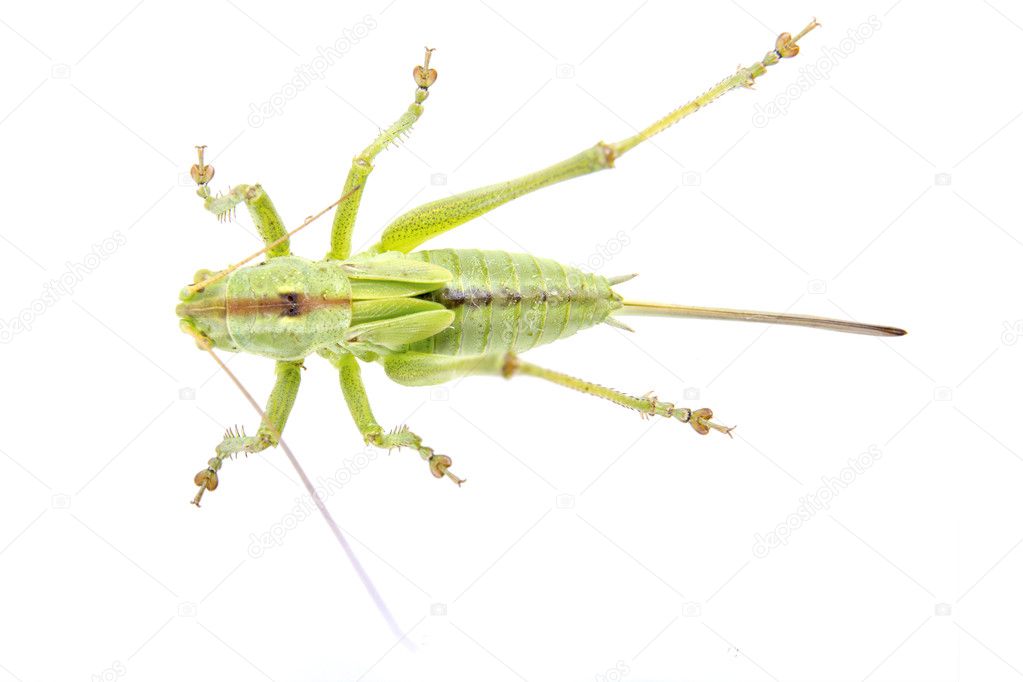 Green grasshopper isolated on a white background