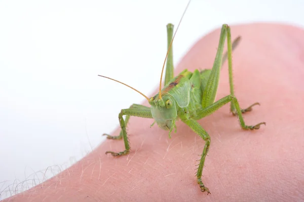 Groene sprinkhaan op een hand — Stockfoto