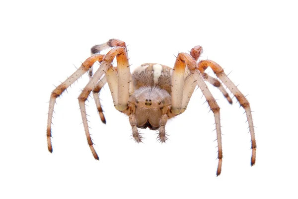 Aranha marrom em um fundo branco — Fotografia de Stock