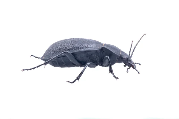 Schwarzer Käfer auf weißem Hintergrund — Stockfoto