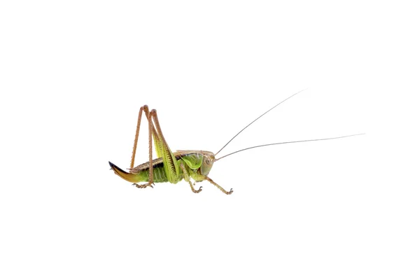 Grön brun gräshoppa på vit bakgrund — Stockfoto