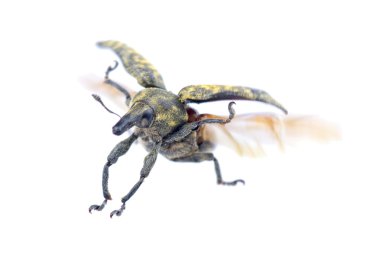 Beyaz bir arka plan üzerinde uçan böcek