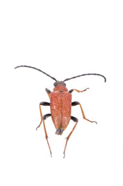 Beyaz bir arka plan üzerinde paslı böceği