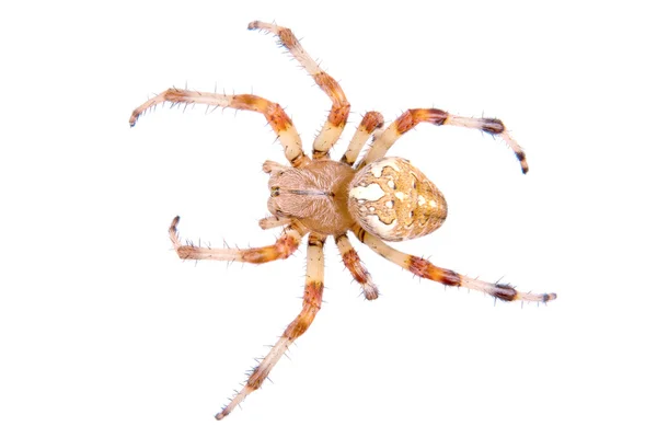 Hnědý pavouk na bílém pozadí — Stock fotografie