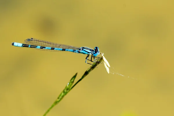 Libélula azul sentado em uma lâmina de grama — Fotografia de Stock